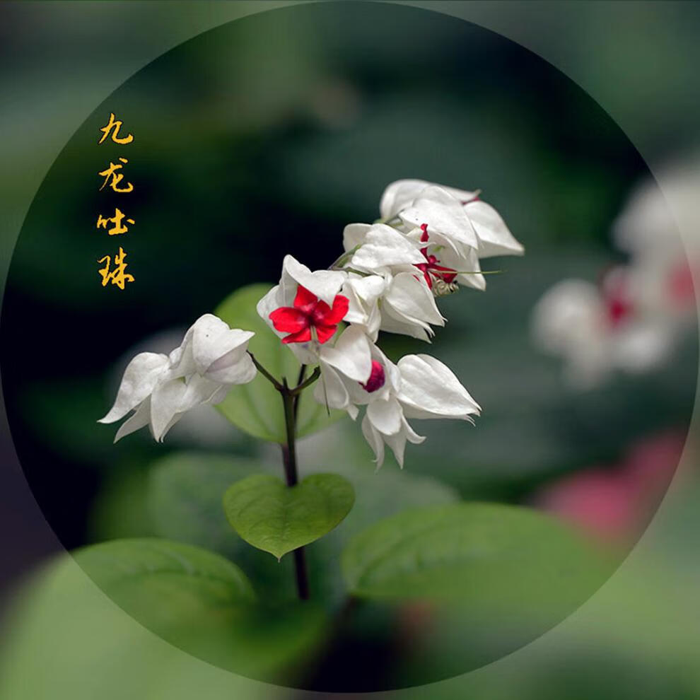 九龙吐珠龙吐珠庭院室内绿植攀援花卉麒麟吐珠栽培容易植物白花红心2