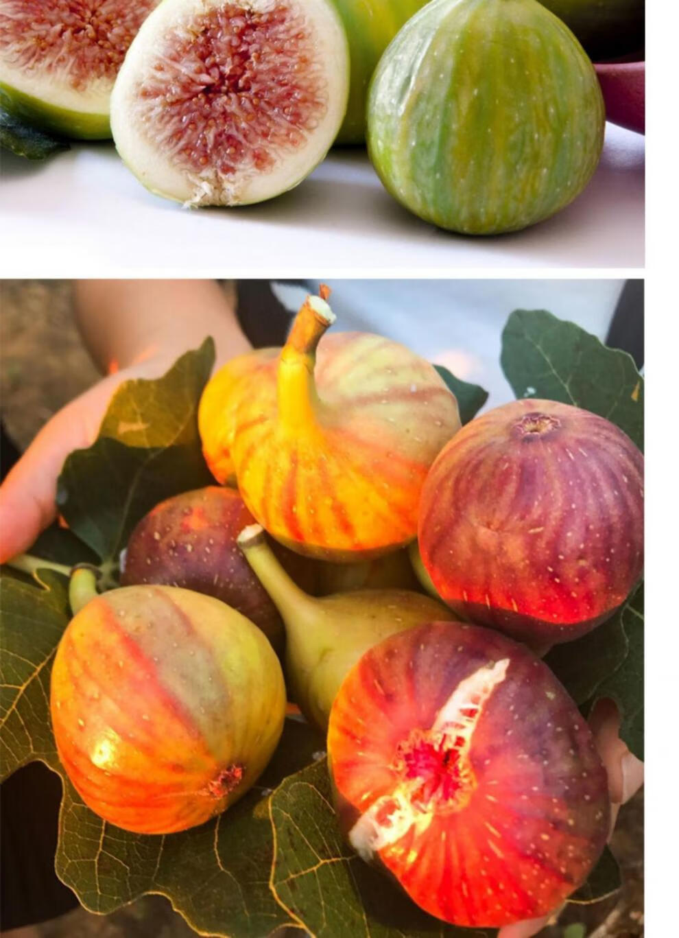 盆栽无花果树苗新品种特大庭院阳台矮化带叶南方北方种植当年结果