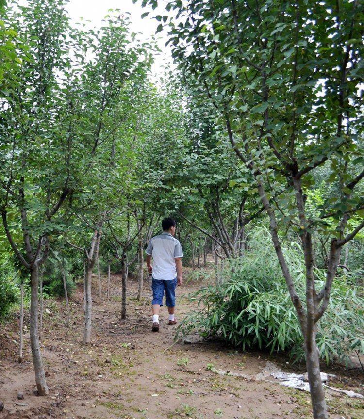 艾维卡 酸木瓜树苗光皮果树南北方种植盆栽地栽当年结果 【宣木瓜】