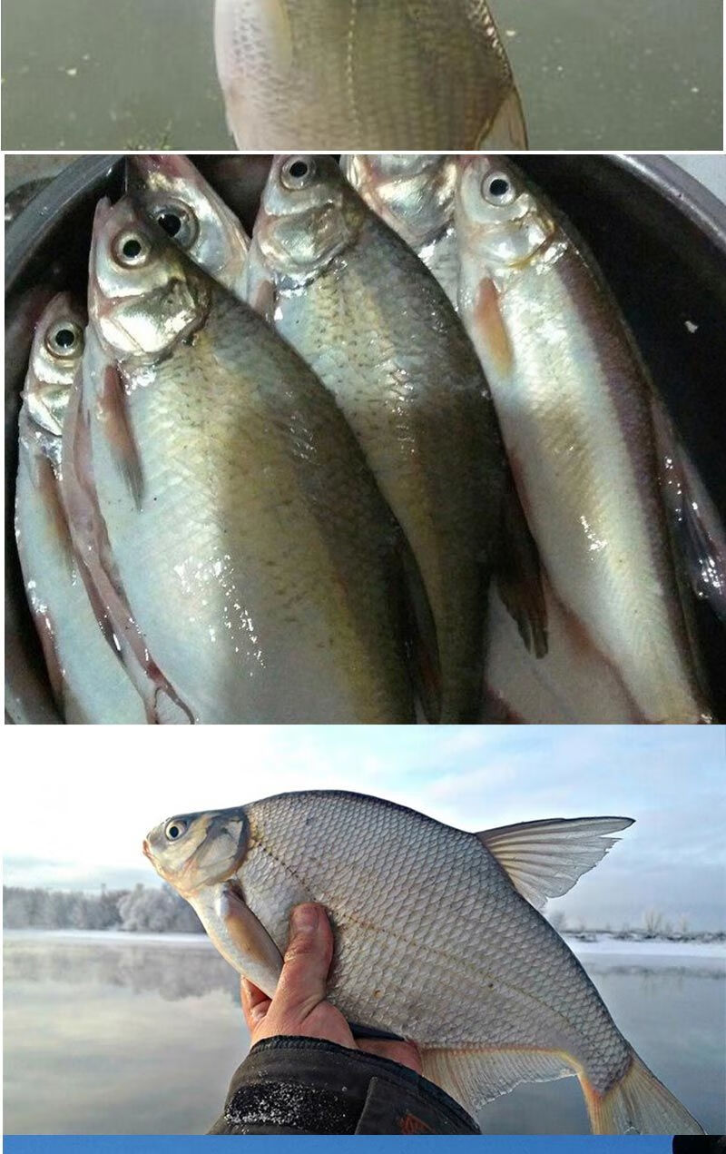 f鳊鱼狂口饵料鳊鱼鳊花鱼武昌鱼饵料窝料野钓鳊鱼鱼食专钓鳊鱼饵料音