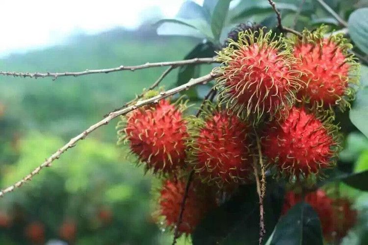 狗尾草嫁接泰國紅毛丹樹苗毛荔枝毛龍眼果樹苗南方北方種植當年結果4