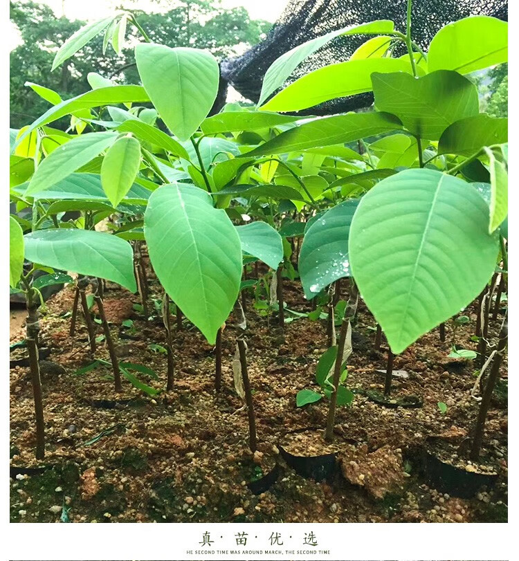 释迦果种植条件图片