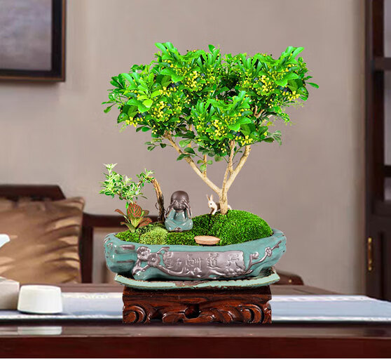 香水米兰花盆栽盆景室内浓香型不断植物阳台花卉好养绿植米兰树无缺盆