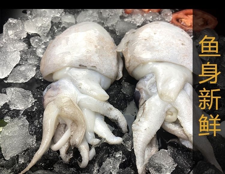 墨鱼新鲜乌贼目鱼墨斗鱼海水鱼新鲜海鲜鲜活海鲜批发三斤装