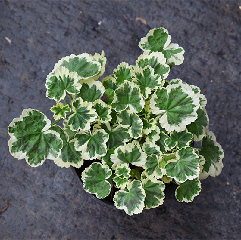 花叶天竺葵室内绿植花卉盆栽植物阳台花苗喜阳耐寒彩色石蜡红 枫叶