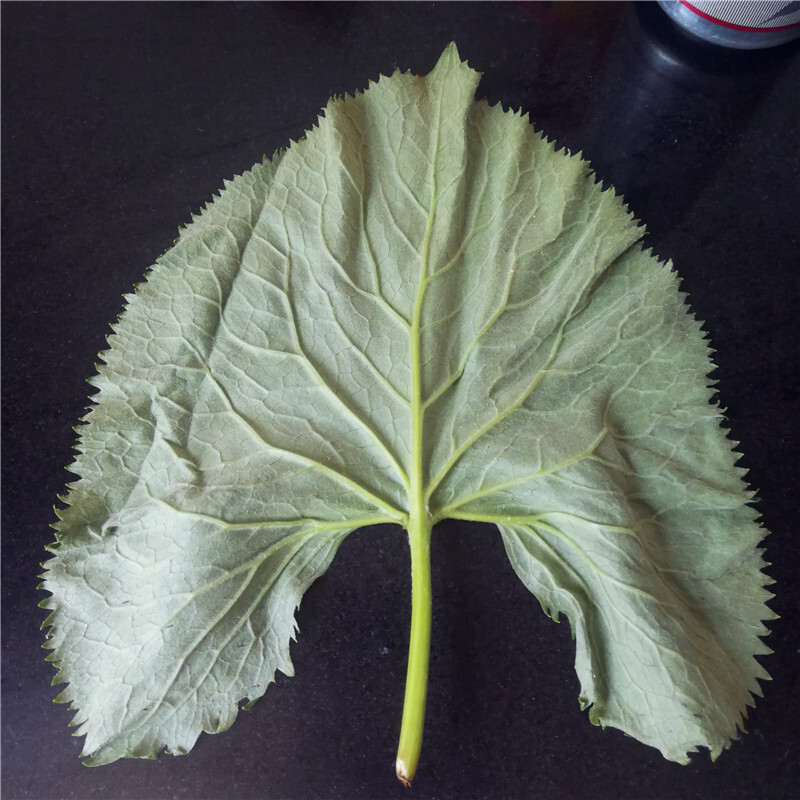 延边马蹄叶新鲜速冻野菜1000克包饭菜拌菜大叶子