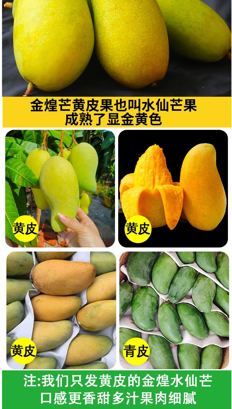 【jd速运 精美礼盒】海南金煌芒 水仙芒大芒果 当季孕妇水果端午节