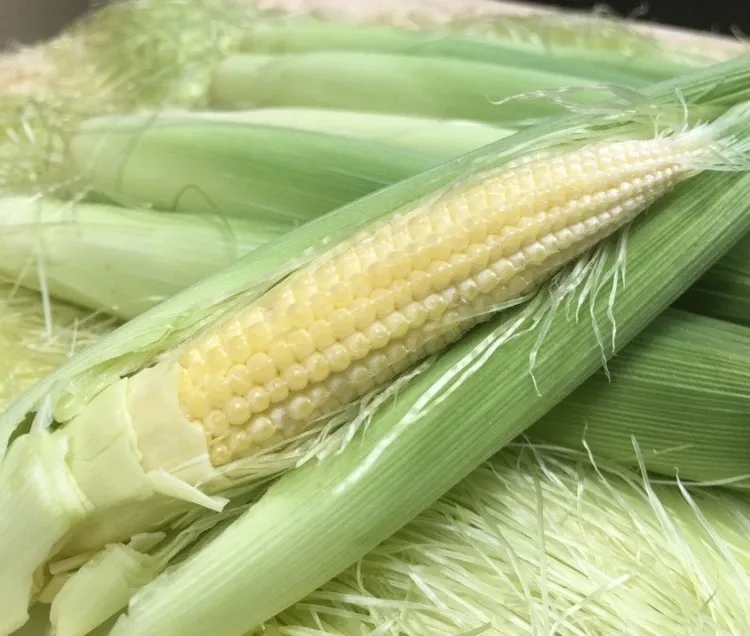 新鲜小玉米笋5斤现摘嫩玉米棒甜小玉米久阅阈玉米仔整箱 5斤