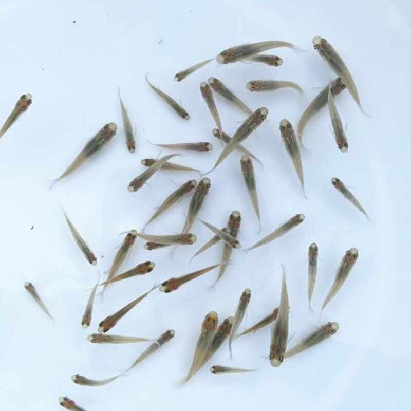 【京东推荐】食蚊鱼大肚鱼活体麦穗鱼放生鱼饲料鱼乌龟粮龙鱼泥鳅草