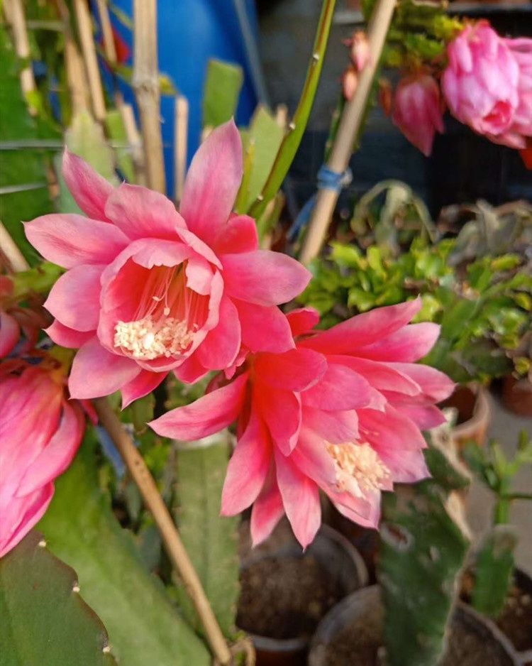 绿植】粉色令箭荷花盆栽大花重瓣苗东北小粉玫红色鱼骨令箭荷花苗带根