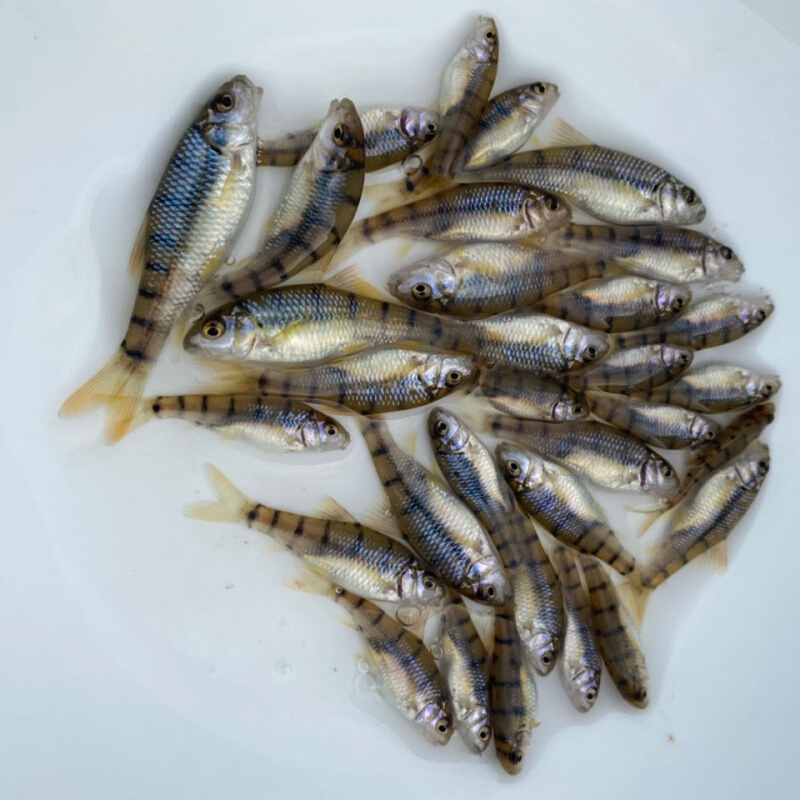 店铺推荐溪石斑鱼苗淡水光唇鱼苗原生养殖观赏溪流34厘米50条