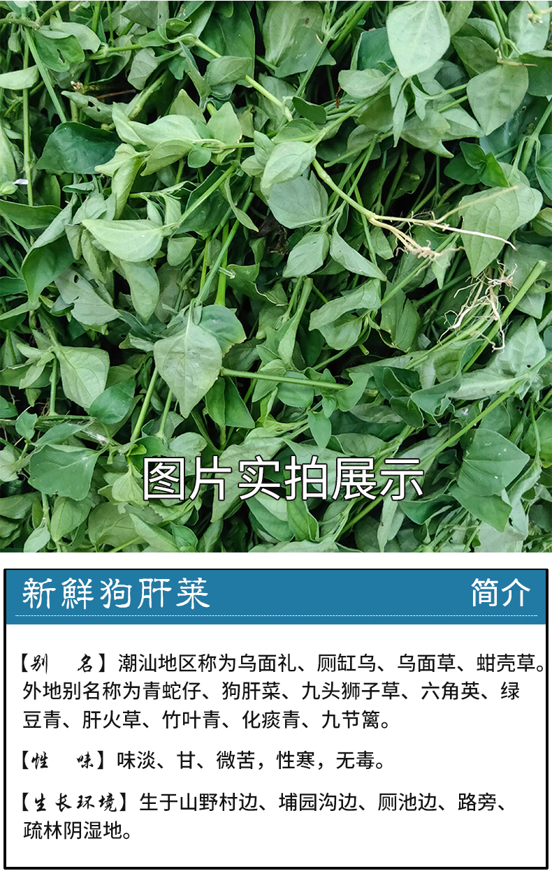 狗肝菜新鲜 潮汕青草乌面草 福建六角英 野红蓝青蛇仔干品 切断无硫干