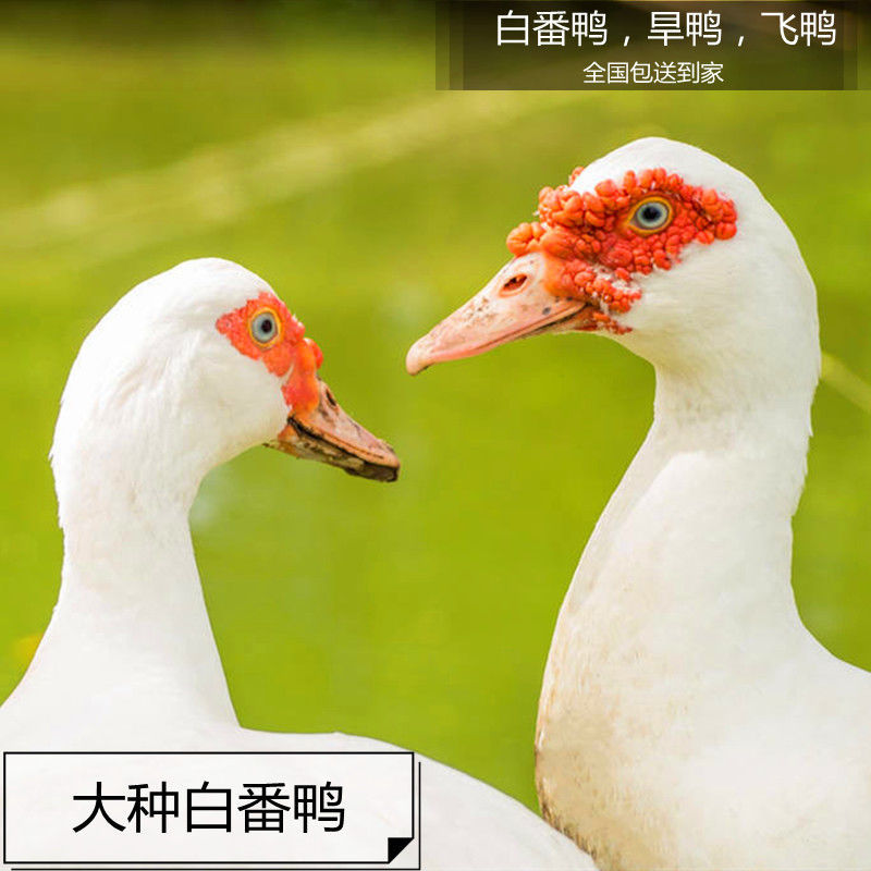 番鸭大种火鸭黑番鸭白番鸭腾子鸭洋鸭子旱鸭玉土番鸭红脸宠物鸟笼白番