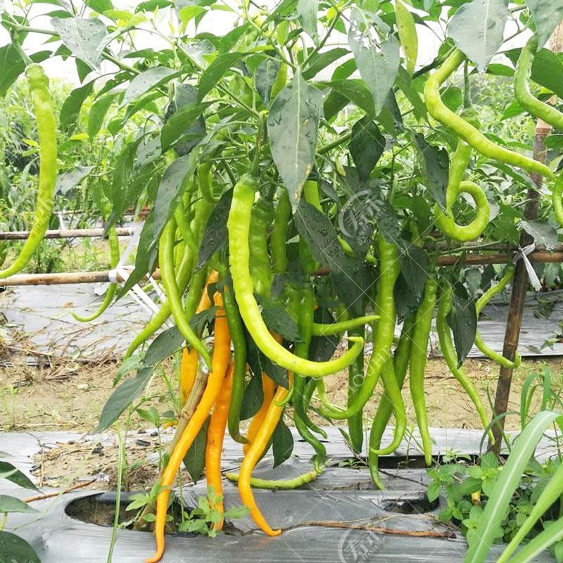 赤卉湖南黄线椒种子黄贡椒种子高产辣椒种子黄小米椒种子黄辣一号种籽