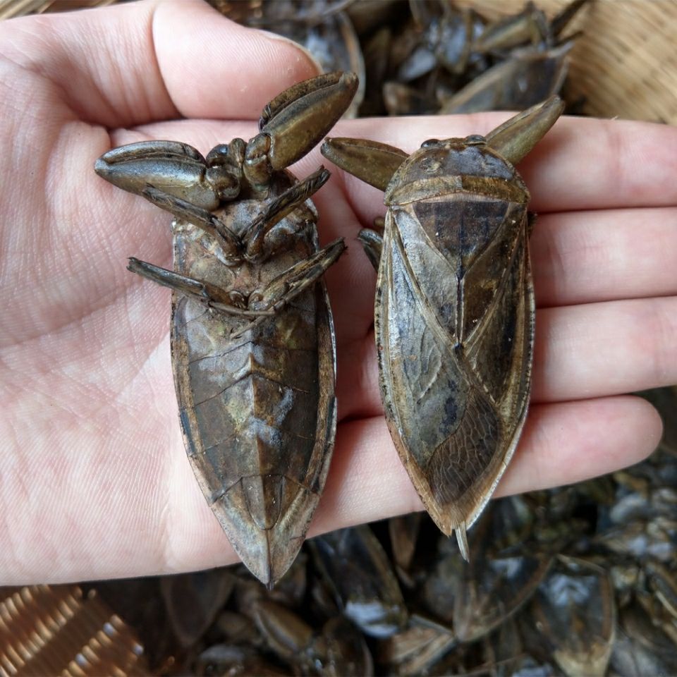 16只起售新鲜速冻水知了水蟑螂桂花蝉水蟑螂掐脚虫材水蟑螂16只