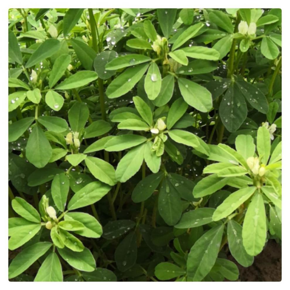 苦豆粉 香豆粉 250g/瓶 香豆子 蒸花卷 调料香苜蓿 甘肃特产 250g