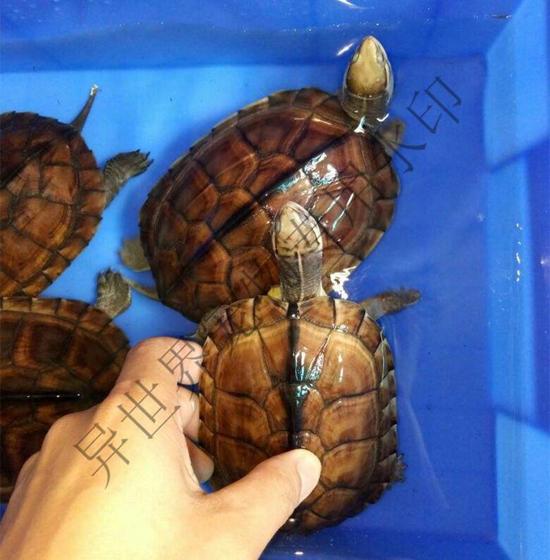 正宗纯种南石北石龟大乌龟稀有越南宠物活体观赏黄喉龟 2到3厘米 两公