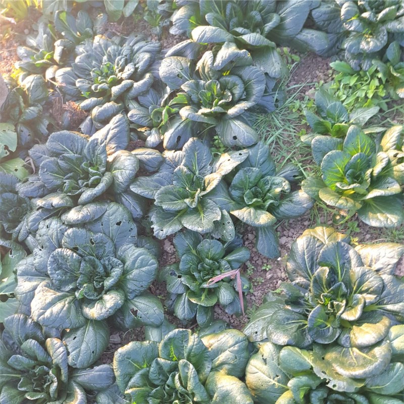 黑塔菜如皋特产乌塌菜趴趴菜新鲜蔬菜露天霜冻苏州黑青