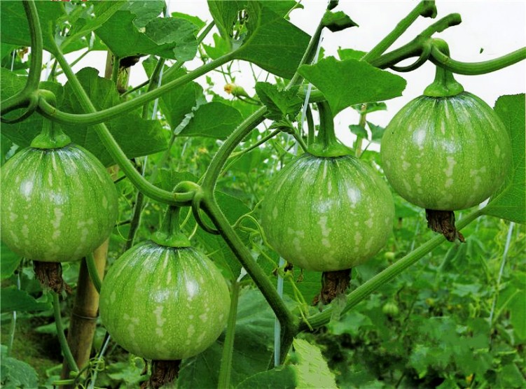 南瓜种子南瓜种子瓜 大南瓜籽 板栗奶油小南瓜蜜本南瓜果蔬菜籽 m5 蜜