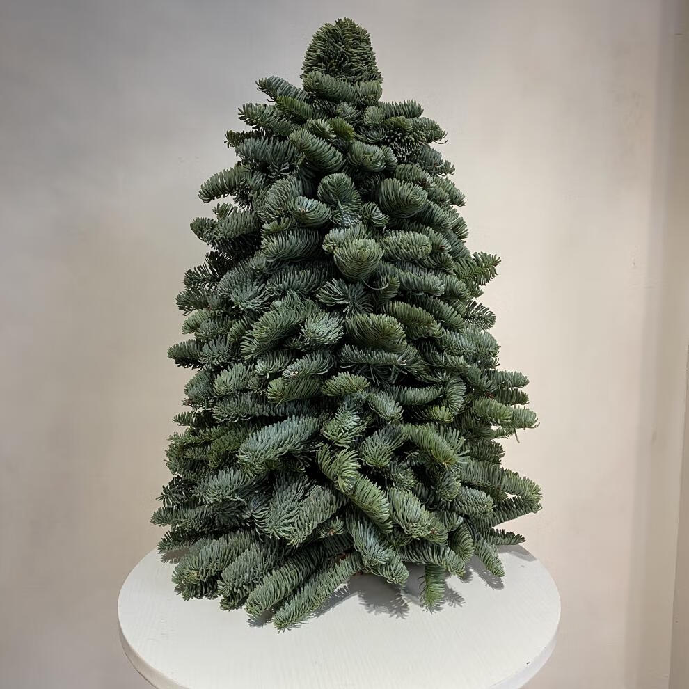 荷兰进口鲜活诺贝松圣诞树真树鲜切松枝圣诞节礼物家居装饰摆件诺贝松
