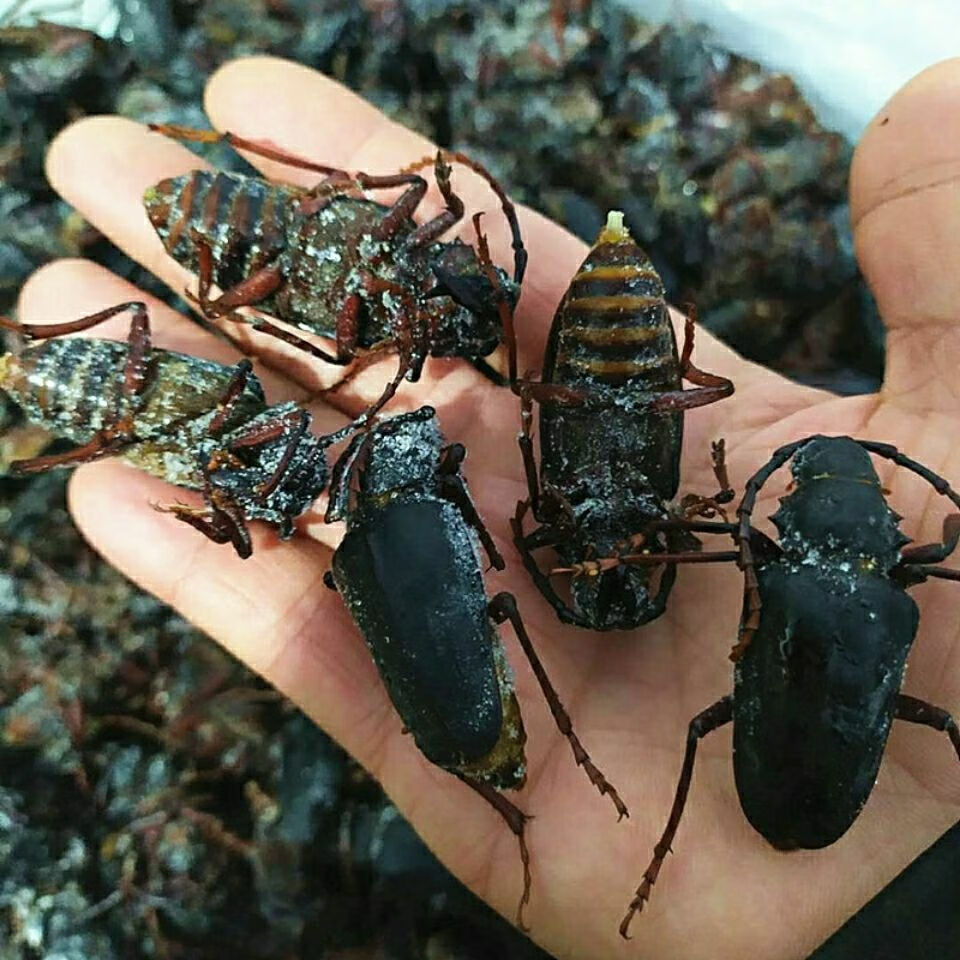 公母山水牛母带籽沂蒙山特产栓栓牛荒野昆虫山山牛公母山虫牛冷冻 大