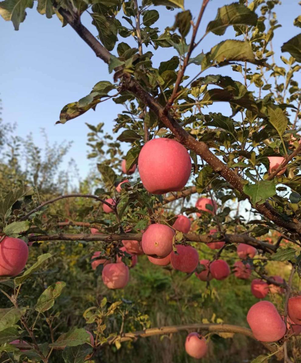 钦辰奕速发精选大果甘肃秦安红富士苹果秦安特产苹果冰糖心苹果甘肃