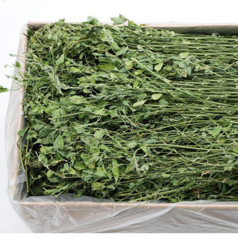 紫花苜蓿草苜宿草干草兔子吃的草料绿色烘干兔粮龙猫荷兰猪饲料 2箱