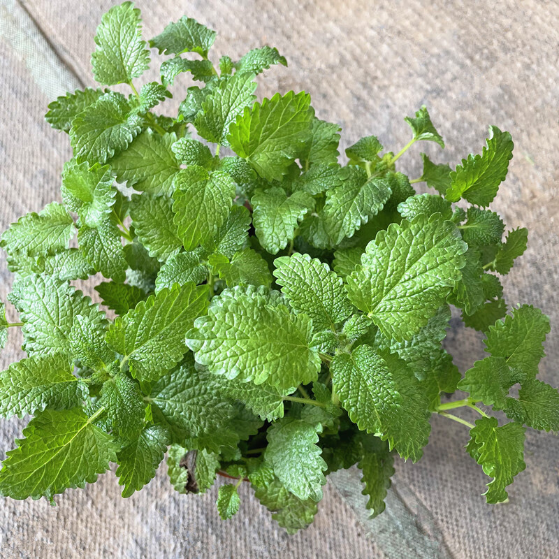 九层塔苗欧芹香草植物厨房绿植耐热熏香花草 苏格兰薄荷【1加仑】 不