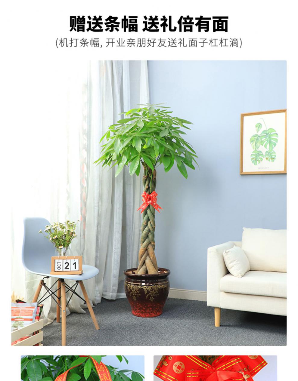 五辫子发财树盆栽植物室内客厅大型绿植摇钱荣办公室金钱树 原装百福