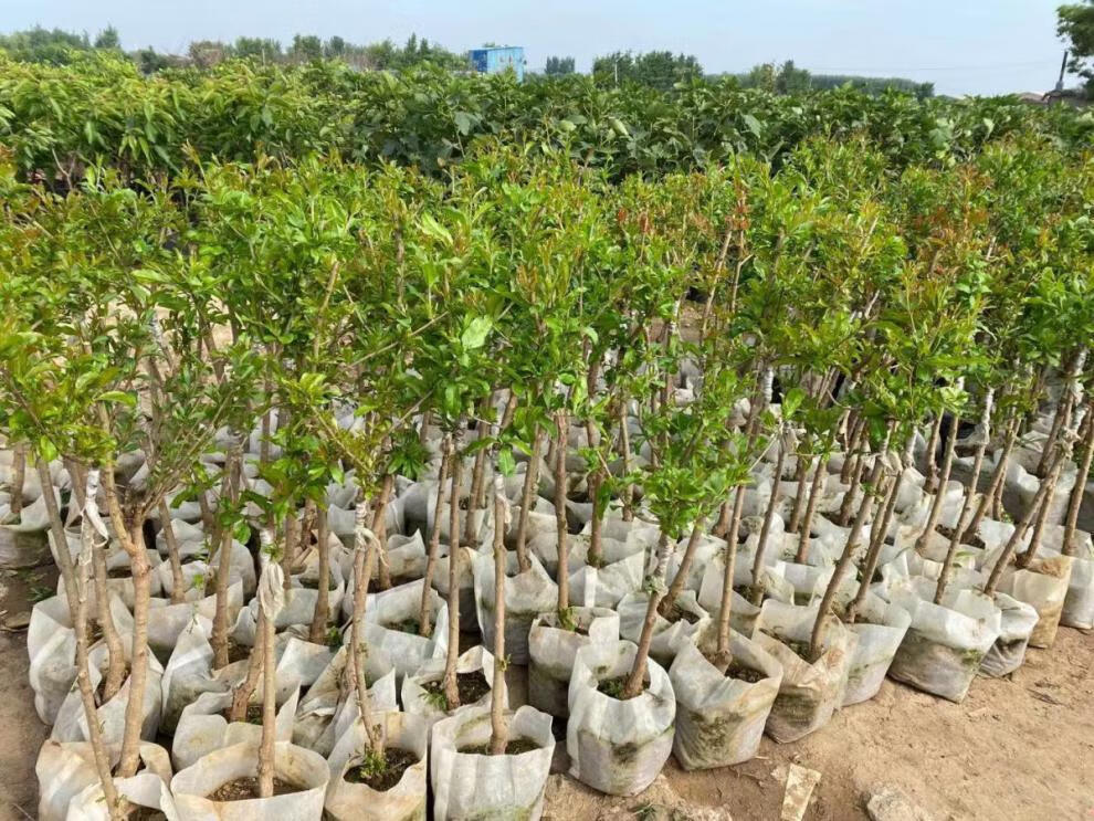 正宗突尼斯软籽大石榴树苗石榴花无籽石榴盆栽地栽阳台庭院南北方