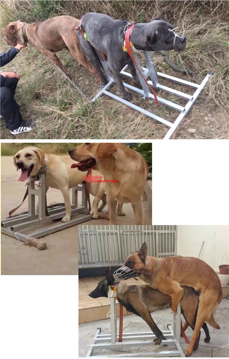 藏獒配种支架配狗架适用各种大中型犬猛犬斗狗配种加重型中型偏小犬