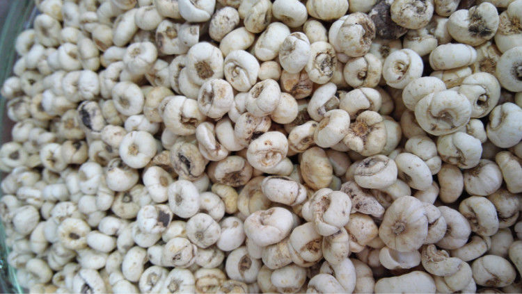 西藏特产贝母尖贝藏贝母西藏藏贝母味苦大颗粒中药材益补萃正宗藏贝母