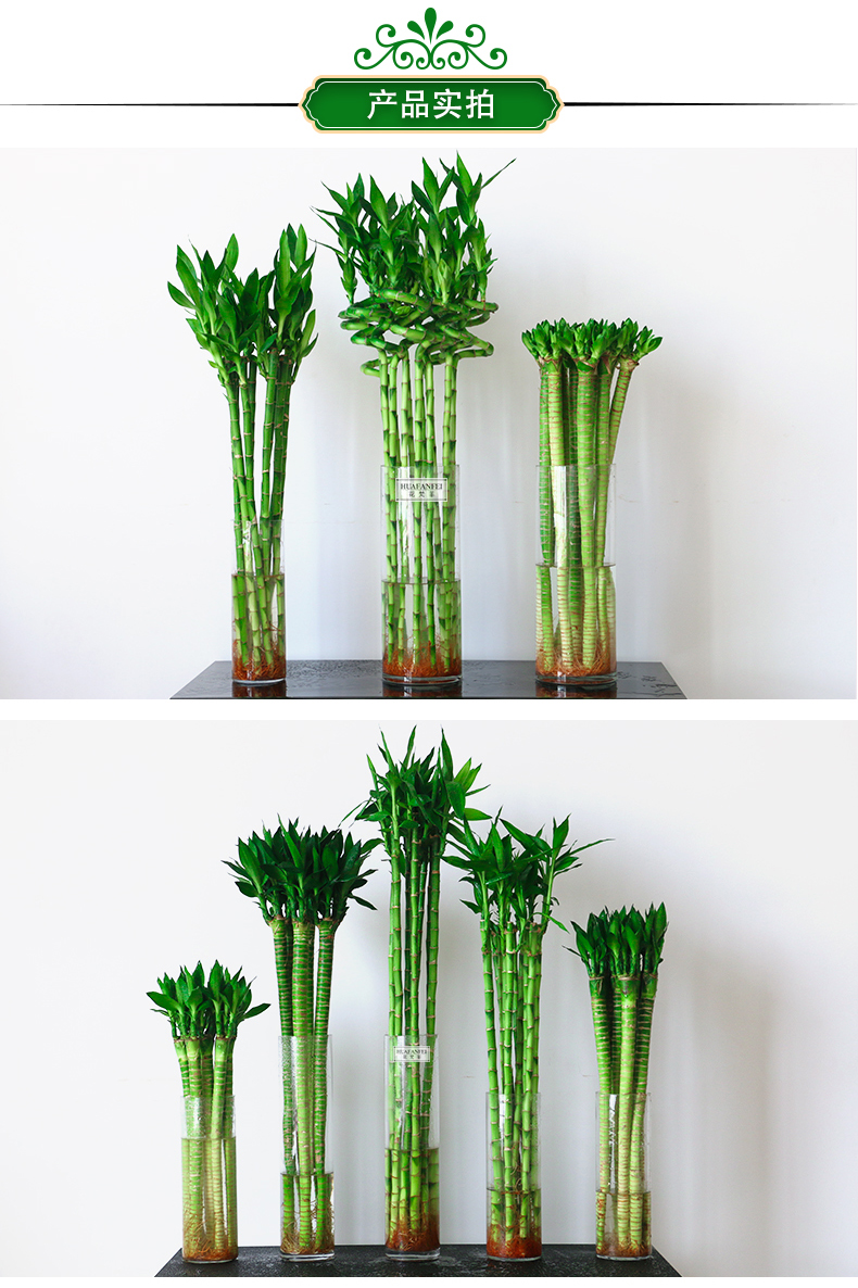 绿植竹子的种类与图片图片