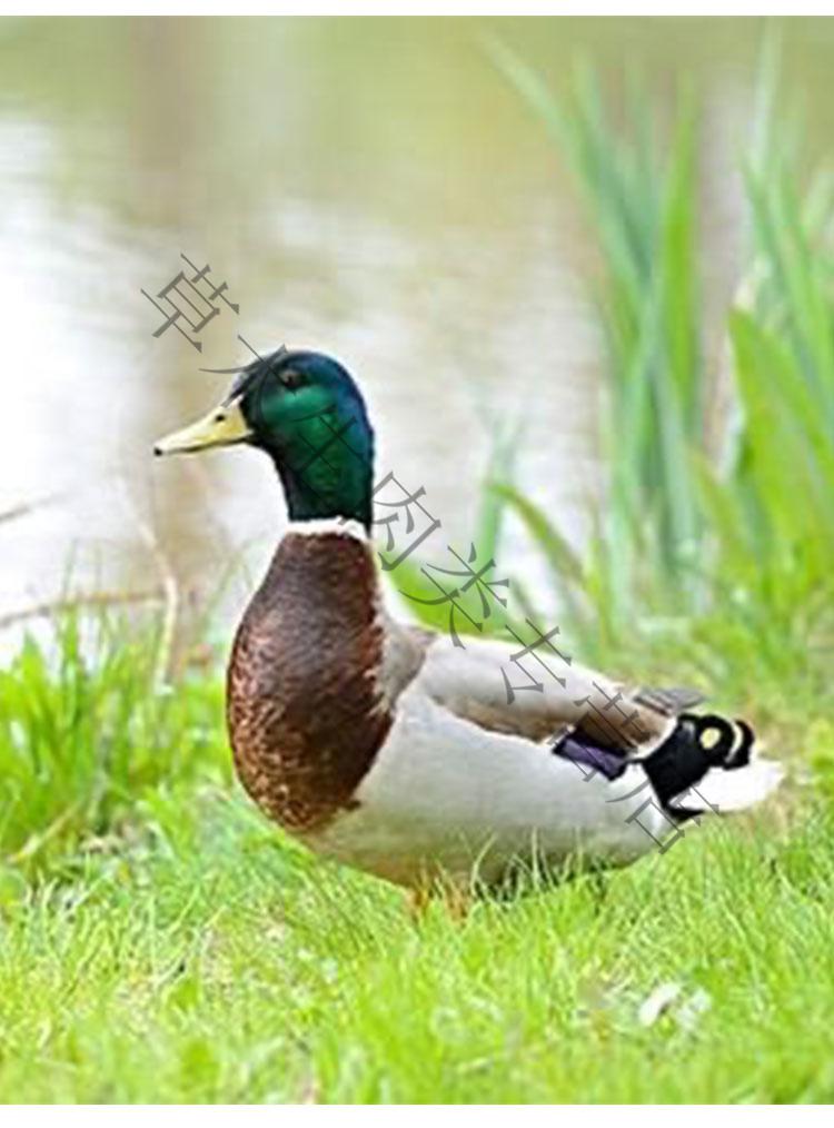 恬女神 清远青头鸭农家散养 老水鸭肉新鲜现杀公鸭子煲汤土麻鸭 3斤