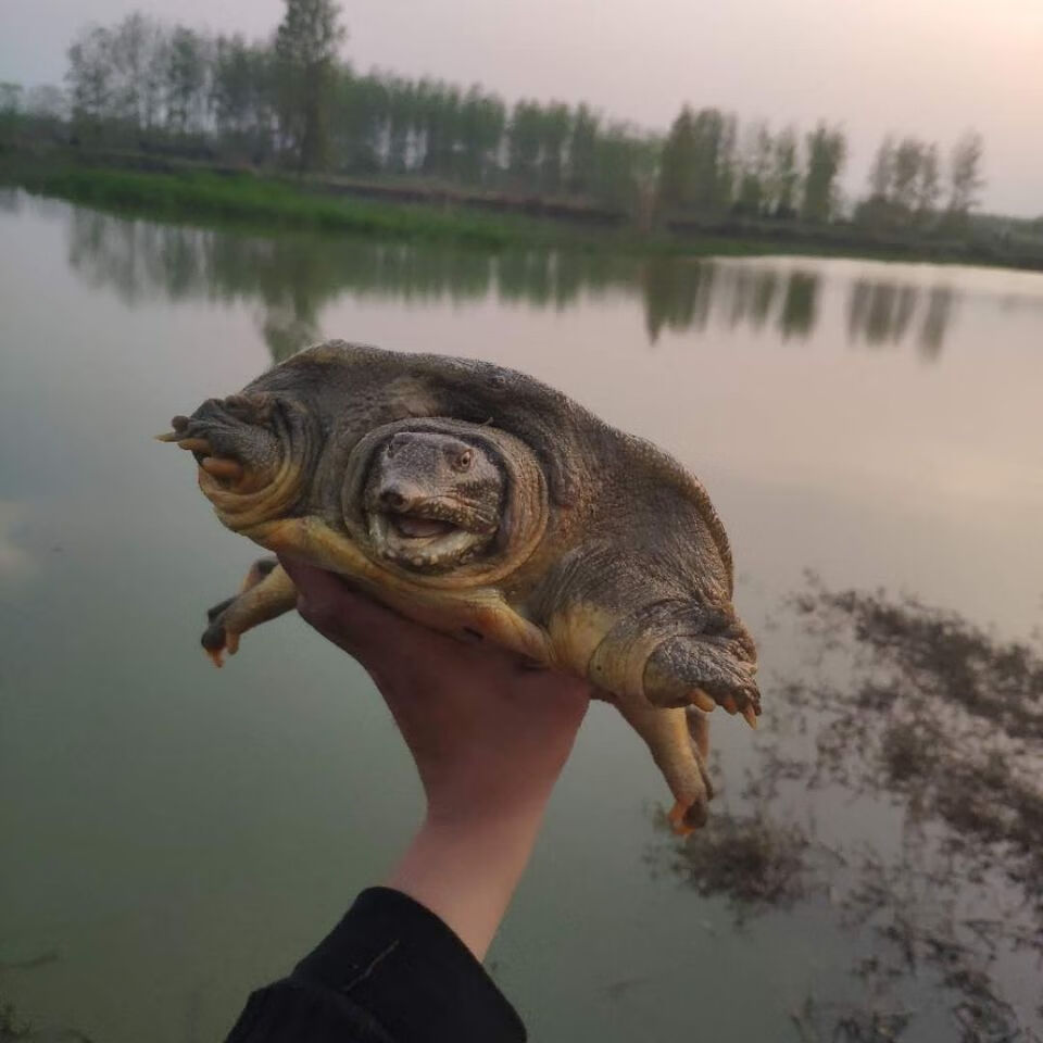 青水黄背公甲鱼活体王八水鱼团鱼鳖中华鳖苗活体食用海鲜鲜活 4.