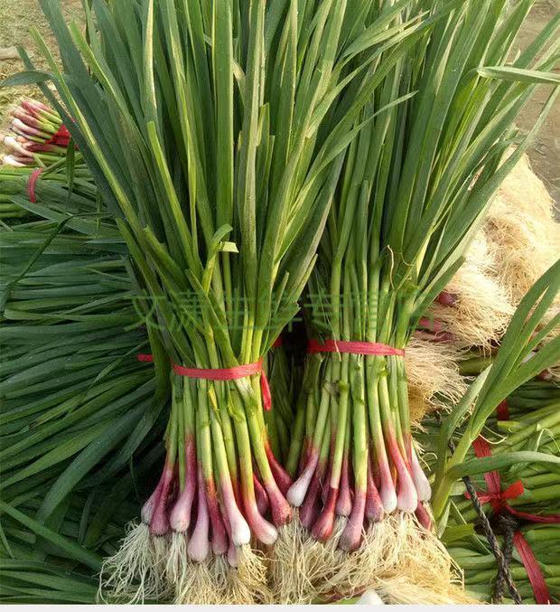 蒜苗新鲜红皮大蒜苗农家自种时令蔬菜紫皮青梗香蒜苗现摘 新蒜苗