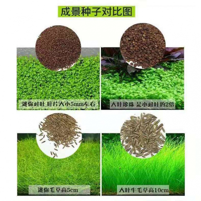 泥活水草造景草缸泥营养种植土陶粒沙基肥水草泥黑泥 爱情草种子2包