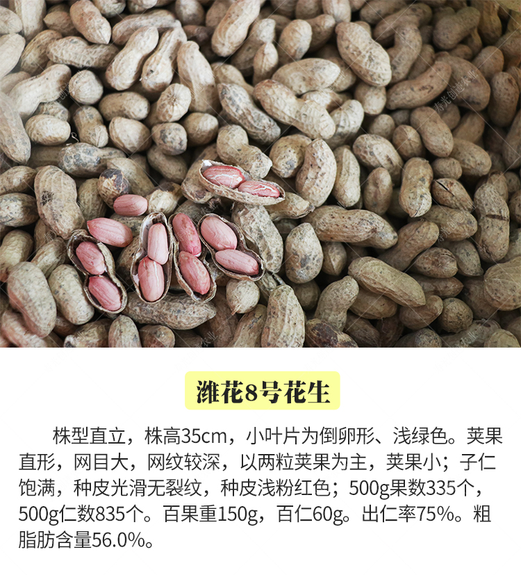 花生种子高产早熟四粒红种籽黑花生潍花8号春季夏季罗汉果花生种四粒