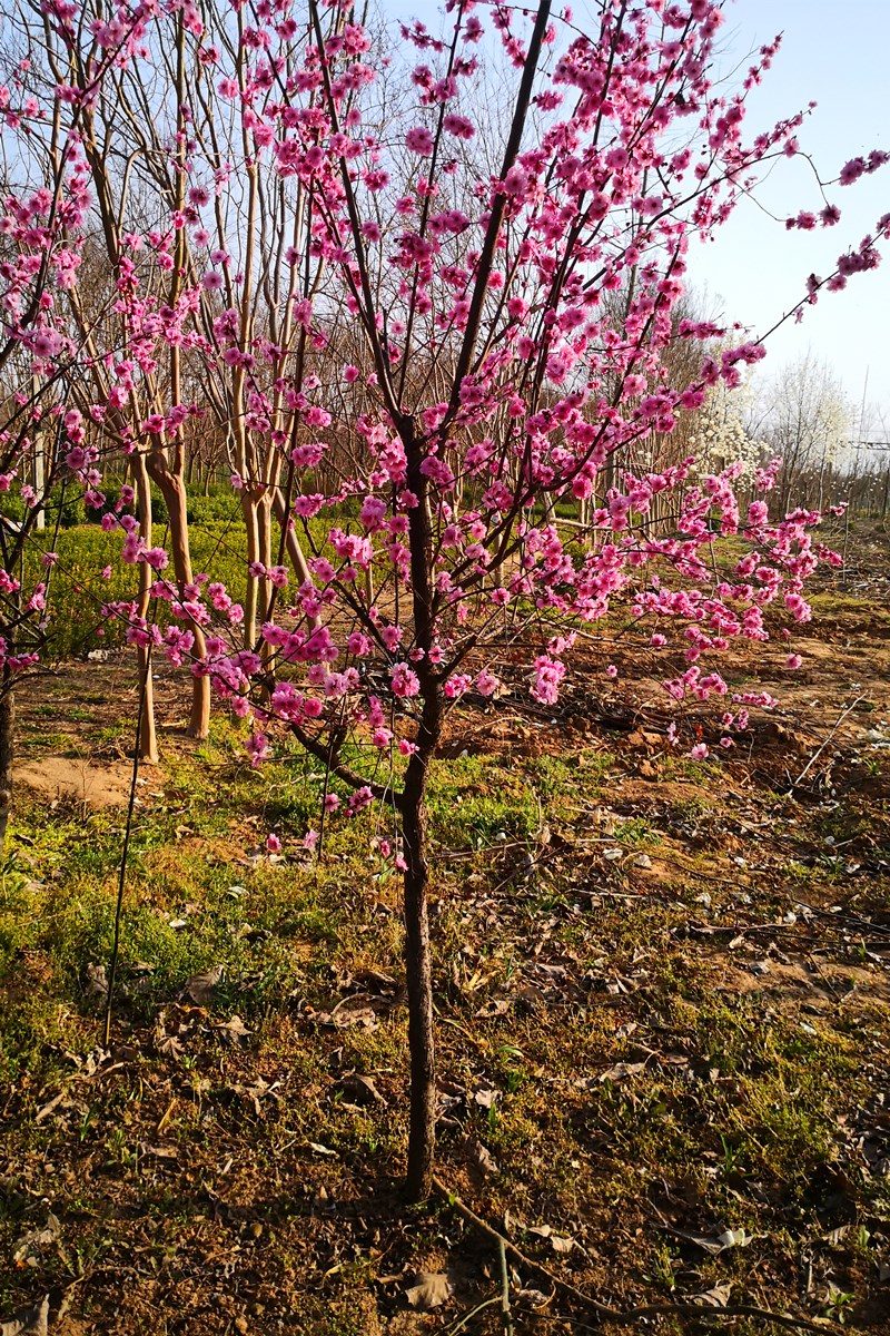 高杆原生骨里红梅耐寒树苗庭院地栽浓香型花卉植物腊梅大老桩花卉2