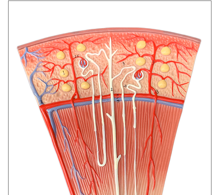 人體器官解剖模型內臟腎小球剖面腎小體醫院學校教學用演示教具腎小球