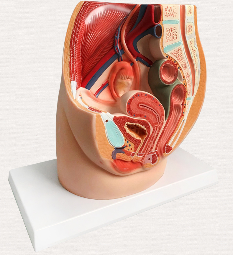 女性盆腔解剖 实物图片
