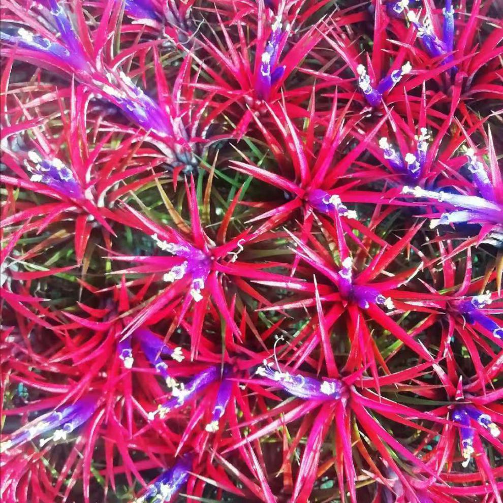 红精灵空气凤梨无土植物室内照明进化空气小能手 套餐1红绿两款【鸟窝