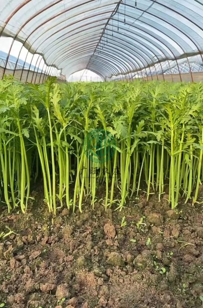 金装优品高杆千里香小叶茼蒿种子种籽菜种四季皇帝菜秋冬籽种冬季 高