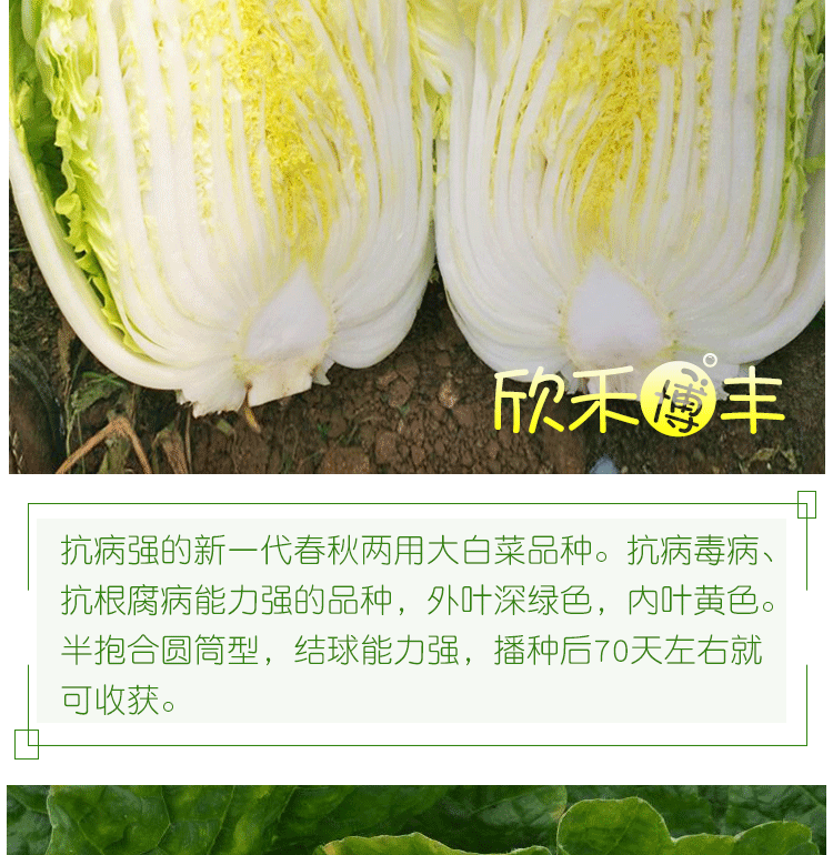 黄心大白菜种子韩国泡菜春秋冬季菜种孑白菜籽菜种籽四季蔬菜种籽cr 黄心大白菜 10克原装 图片价格品牌报价 京东
