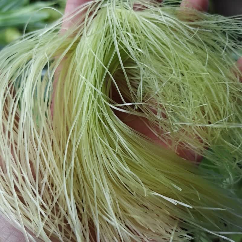 广西横县新鲜玉米须茶农家种植现剥现发玉米笋须500g 新鲜玉米须500g