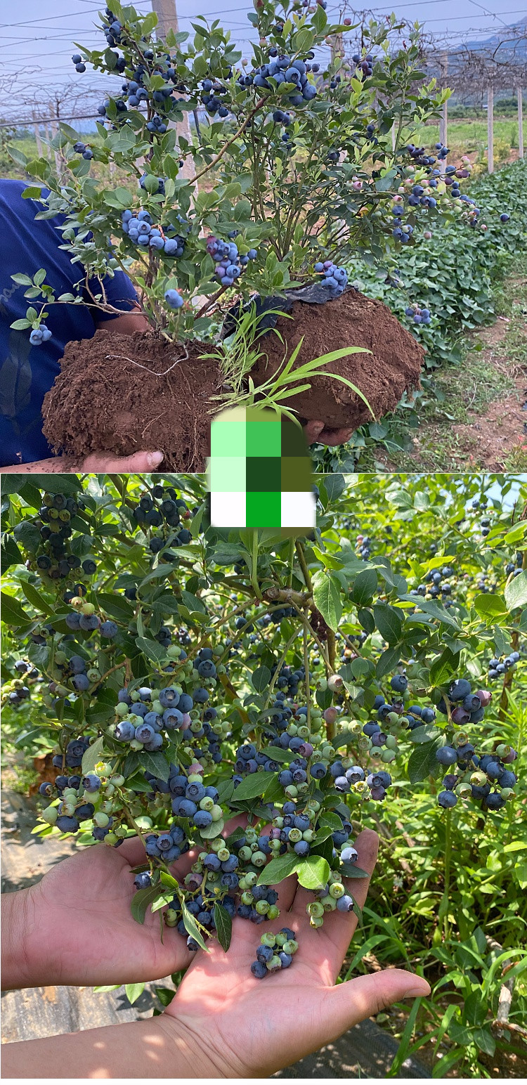 蓝莓树苗 蓝莓树果苗盆栽地栽水果树当年结果南方北方种植特大蓝莓