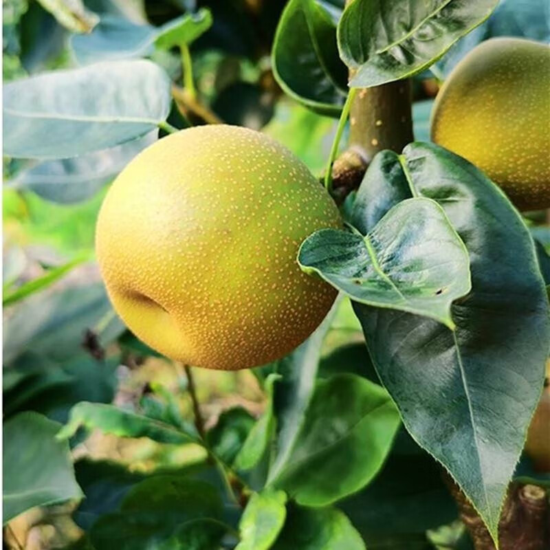 上海奉贤庄行正宗翠冠蜜梨10斤翠玉雪花梨子皇冠梨水果 10斤翠冠梨