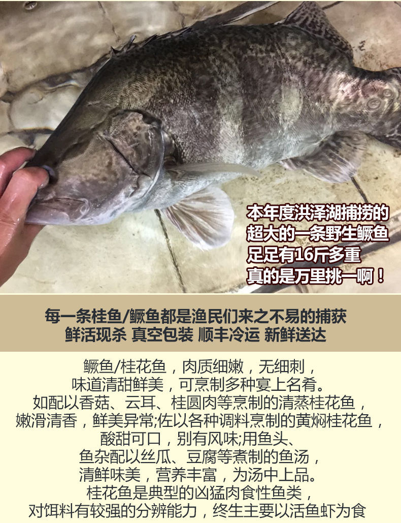 顺丰直达淡水湖桂鱼纯鳜鱼鳌花鱼桂花鱼季花鱼新鲜下单现杀3斤条两条