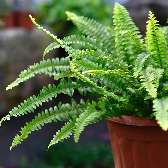 波斯顿蕨盆栽排草肾蕨室内阳台盆栽绿植观叶蕨类植物彩虹蕨大盆不含盆