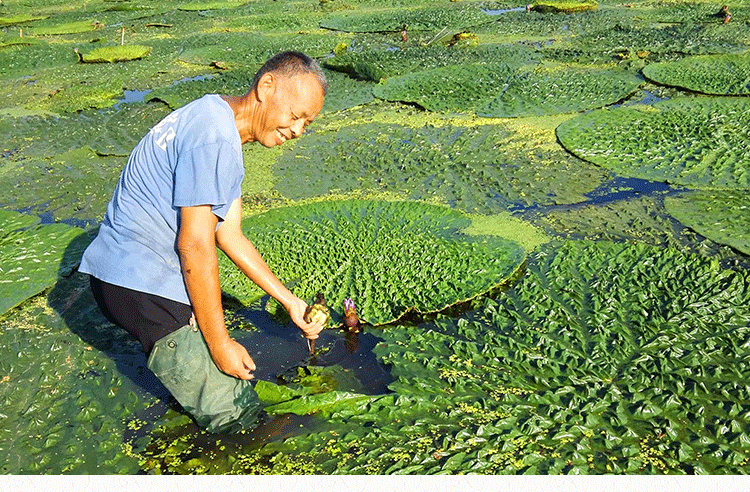 芡实可以生吃吗图片